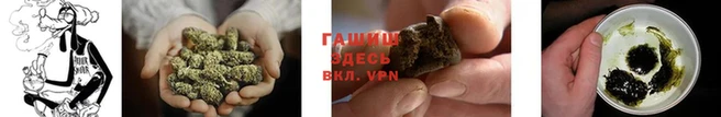 стаф Осинники