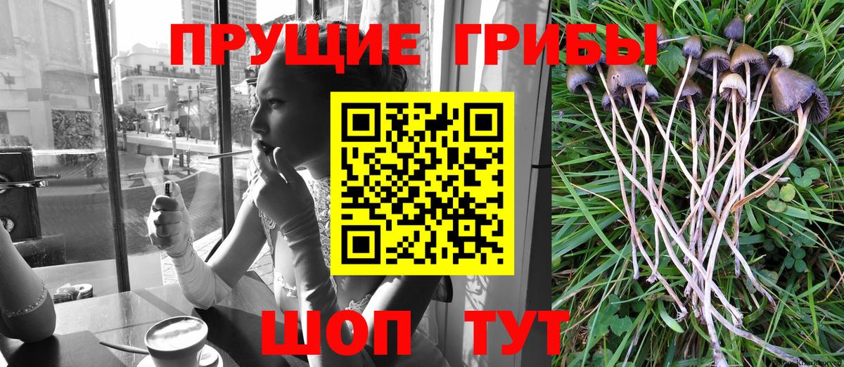 Псилоцибиновые грибы Magic Shrooms  Вход с VPN  Кингисепп  наркошоп  Псилоцибиновые грибы MAGIC MUSHROOMS 