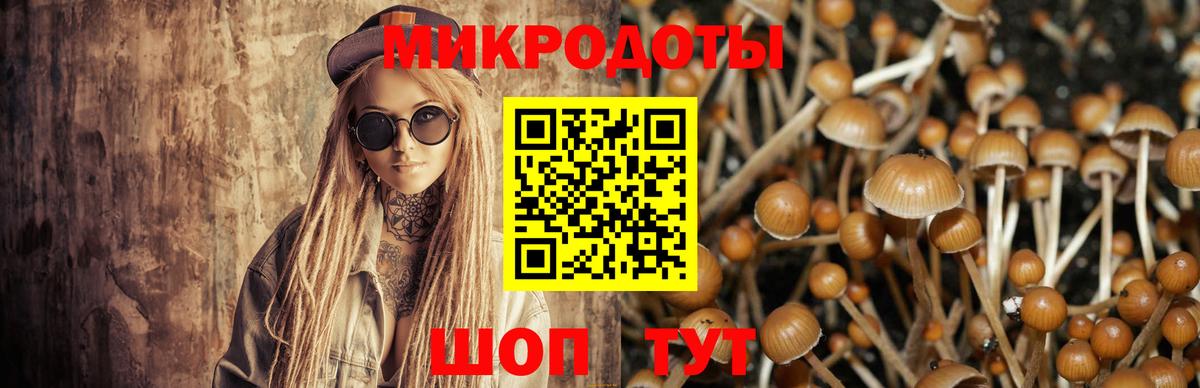 Псилоцибиновые грибы Psilocybe Кингисепп